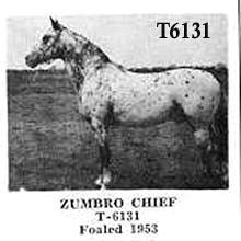 zumbrochief6131