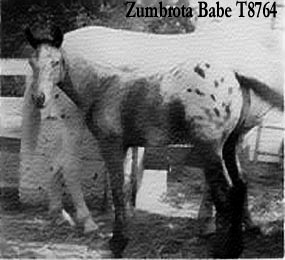 zumbrotababe8764