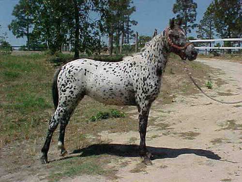 jaspersraisin