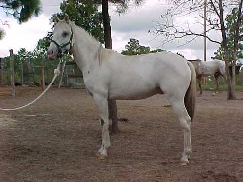 jasperswhitediamond