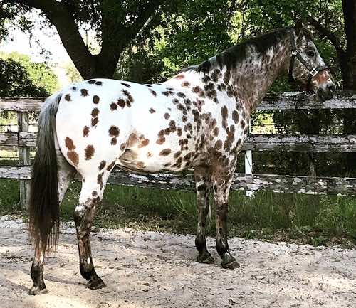 masterjasper2