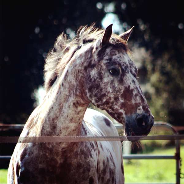 masterjasper3