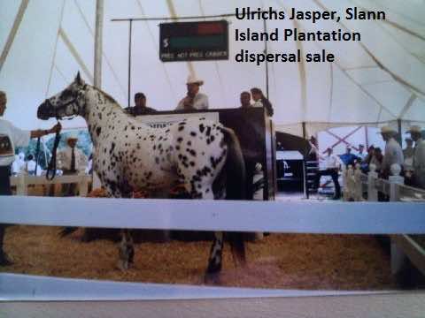 ulrichsjasper3