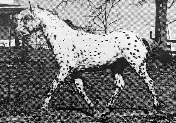 ulrichs jasper