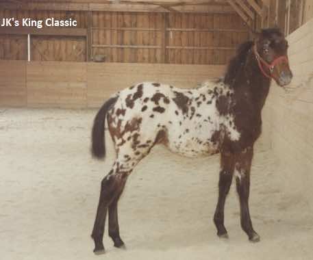 JKSKingClassic1