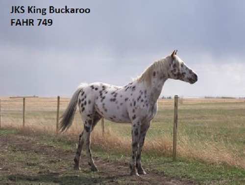jkskingbuckaroo