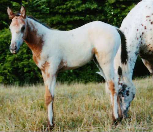 kingpinsmorningstar
