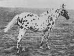 navajoscandy