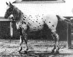 ulrichrakush