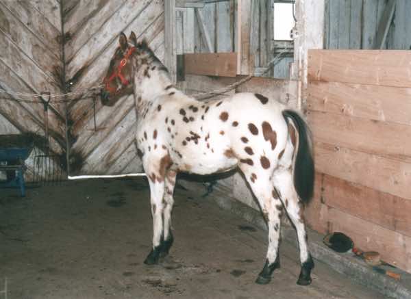 ulrichskingpinasfoal