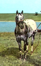 wajore