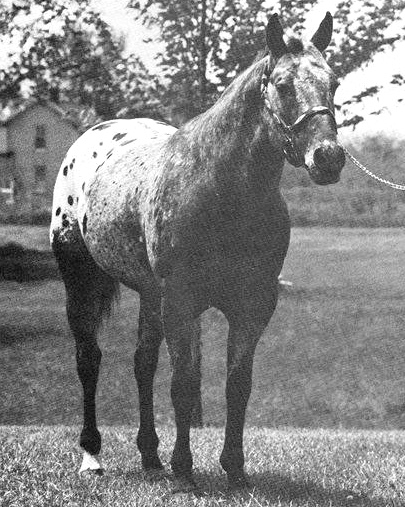 wapitiii