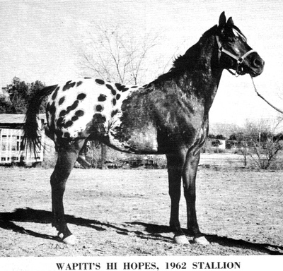 wapitishihopes