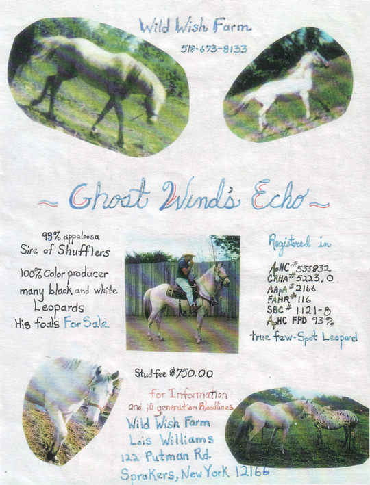 2002flyer4