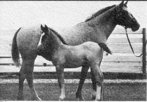 moneycreekspollyanna