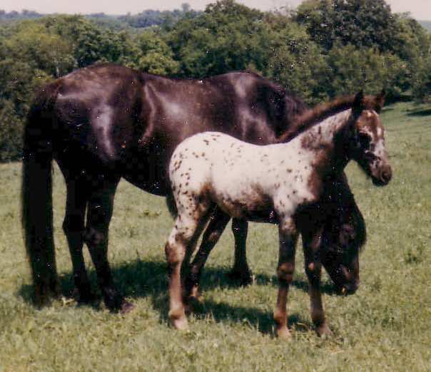 moneycreekssheilawarrior